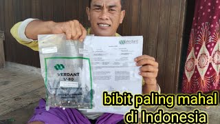 TUTORIAL membeli bibit unggul Verdant Select/V80 langsung ke Perusahaan