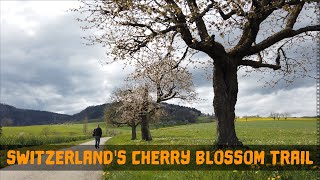 Cherry Blossom Trail | Chriesiwäg | Frick, Switzerland April 2021