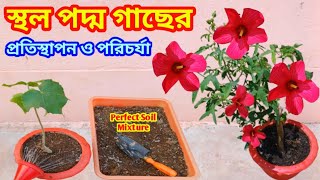 স্থল পদ্ম গাছের প্রতিস্থাপন ও পরিচর্যা / Hibiscus Mutabilis Plant /Confederate rose Care \u0026 Repotting