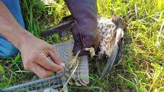 Catch and release of a red shouldered hawk-Falconry