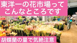 【東洋一の花市場紹介】花の市場ってどんなところかわかります〜多くの桜と多くの胡蝶蘭大公開/Introducing the largest flower market in the Orient