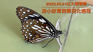 紅太陽養蝶2022.10.24淡小紋青斑蝶羽化過程