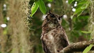 🔥Búho cornudo, Bubo virginianus🔥