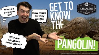 Meet the pangolin: Amazing facts about Earth’s unique scaley mammal