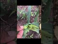 to control worm on corn ការកំចាត់ដង្កូវលើដំណាំពោត