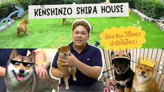 Show Pet : Kenshinzo Shiba House