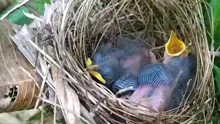 Playtube Pk Ultimate Video Sharing Website