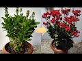 O Segredo Para Florir a Sua Kalanchoe (Flor da fortuna)