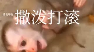 暴跳如雷 小猴子气坏了，在院子里各种作妖姿势闹腾。动物世界看人生百态 神奇动物在抖音 动物世界 猴子 动物的迷惑行为