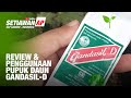 Cara Gunakan Pupuk Daun Gandasil D Untuk Tanaman Hias Begonia & Aglaonema - SAP Garden