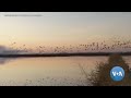 Big Data and Farmers Create Instant Wetlands to Help Migrating Birds