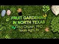 Fruit Gardening in North Texas