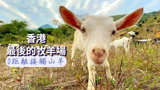 放羊原來如此震撼🐑你一定未見過的香港好去處🇭🇰可愛山羊叫吃草爬山😍🐐零距離接觸 大西北旅遊🧳隱世秘境美食 行山好去處 單車路線推介🚴屯門元朗天水圍🗺️農莊農場親親大自然 親子好去處