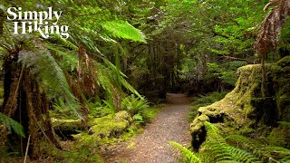 The Most Magical Rainforest Walk | Walking Ambience | Temperate Rainforest | Philosopher Falls