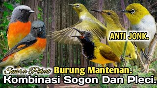 AMPUH.‼️ SUARA PIKAT BURUNG MANTENAN KOMBINASI SOGON DAN PLECI..