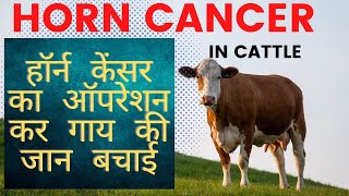 2022Horn Cancer Operation In Cow || Horn Cancer Treatment In Cow | veterinary hindi