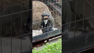 #shorts ブラッザグェノン　千葉市動物公園　IMG 2125