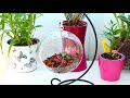 the cutest orchid houseplant you can grow in a glass orb mini terrarium lepanthes calodyction