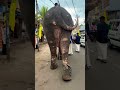 ചേട്ടാ ദേ ഇവൻ തള്ളി മാറ്റുന്നു😅😅 elephants aanapremi kerala new pooram shortsvideo shorts