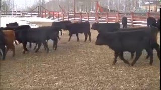 Tomahawk Cattle Ranch 510# Angus X Steers