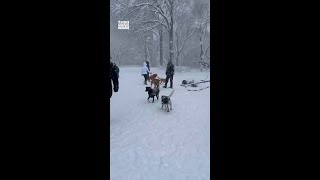 Blizzard of 2026 transforms NYC: ‘It’s magical’