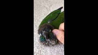 ウロコインコ：チビハルTwitter動画～115