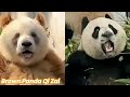 Don't laugh.🤣😂 Brown panda Qi Zai and his son Qin Hua.