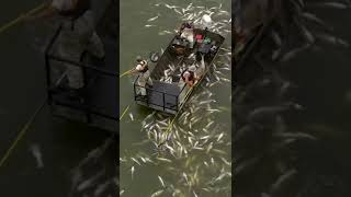 🐟 amezing fishing video 🎣 best fishing  🛑 short video.