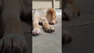 Those Baby Paws 🐾🤩 #Lab retriever #shorts