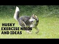 Siberian Husky Exercise [Needs and Ideas}