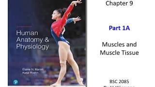 (FAU BSC 2085) Chapter 9 Muscle and Muscle Tissue Part 1A