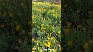 Galanda | गलांडा | Gaillardia flower | Fulsheti | #shorts #ytshorts