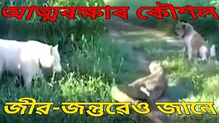 আত্মৰক্ষাৰ কৌশল জীৱ-জন্তুৱেও জানে || বন্যপ্ৰাণীয়ে নিজকে কেনেকৈ আত্মৰক্ষা কৰে ||