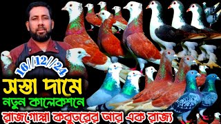 ⭕আজ আর এক রাজগোল্লা রাজ্য কম দামে ভালো মানের কবুতর কিনুন সোহাগ ভাই খামার থেকে#সস্তাদামেকবুতরবিক্রি