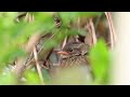 fledgling dunnock may 2023