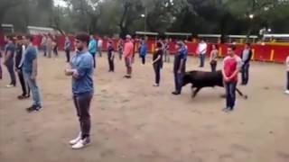 Sensational: teacher joined 40 students to prove that bulls only attack if attacked