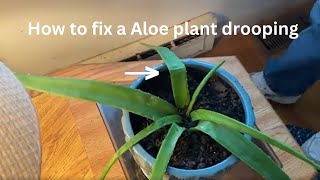 Aloe plant Dr drooping fix