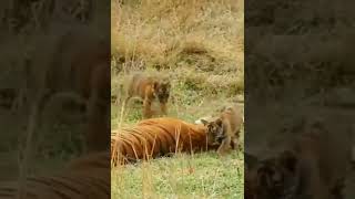 Iconic Tigress Noor T-39 spotted with 2 Cubs in Zone 1 of Ranthambore #shorts