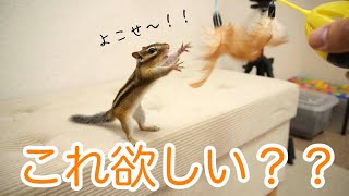 【シマリス】新しいおもちゃでリスを誘惑してみた結果まさかの事態に、、、