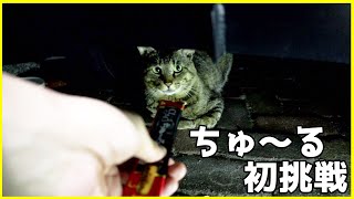 キジトラ猫ちゃんがやってきたので、ちゅ～るに初挑戦してみた