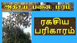 9 கிளைகள் கொண்ட அதிசய பனைமரம் | 9 kilai panai maram