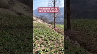 十堰郧西景阳乡陈家庄村探访点评鉴赏寿宅格局风景民俗文化 地师 观山有术 非物质文化 易学智慧