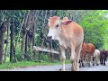 kawanan sapi lembu jinak berkeliaran di jalan perdesaan sawah berjalan dengan rapi menuju peternakan