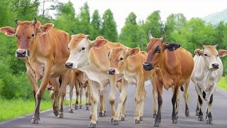 Kawanan Sapi lembu jinak berkeliaran di jalan perdesaan sawah berjalan dengan rapi menuju peternakan