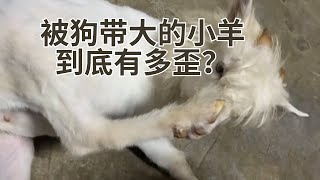 被狗带大的小羊到底有多歪？