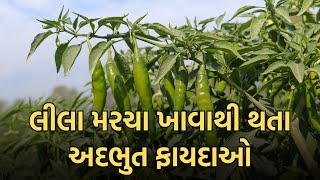 લીલા મરચા ના ફાયદા | લીલા મરચા ખાવાના ફાયદા | lila marcha na fayda in gujarati | Gujarati Tips