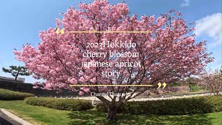 2023北海道桜梅物語