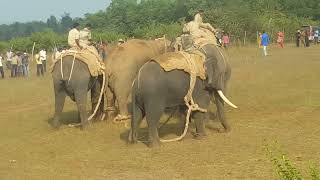 Elephant capture in India: Catching a wild tusker in Sakleshpur, India, for conservation purposes