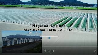 Nagasaki Lettuce  matuyamafarm 長崎レタス産地