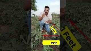 भिंडी की बुवाई कैसे करें | How To Plant Okra | Okra Farming | #shorts